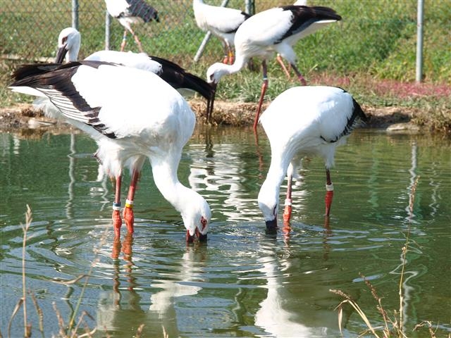 작은 연못에서 평화롭게 물을 먹고 있는 황새. 청주시 제공