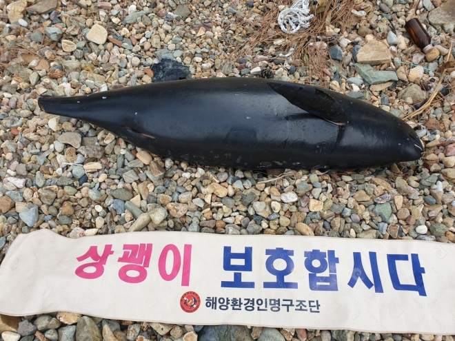 여수 해안가에서 발견된 상괭이 사체 