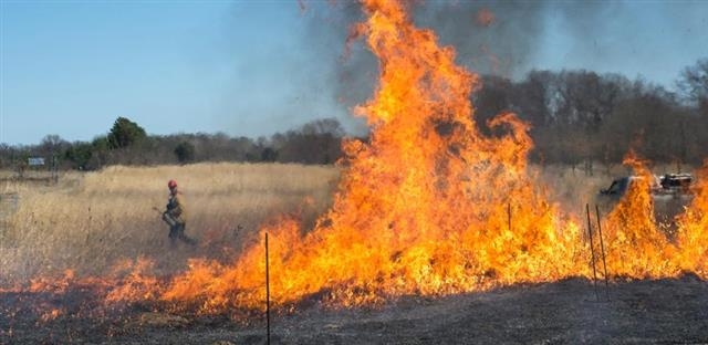 산불은 대기 중에 이산화탄소를 대량으로 배출하는 원인이 되지만 사바나 지역에서 발생하는 산불은 다른 지역의 산불과 달리 빠르게 복구할 경우 이전에 비해 토양의 이산화탄소 흡수 능력을 더욱 키울 수 있다. 영국 케임브리지대 제공