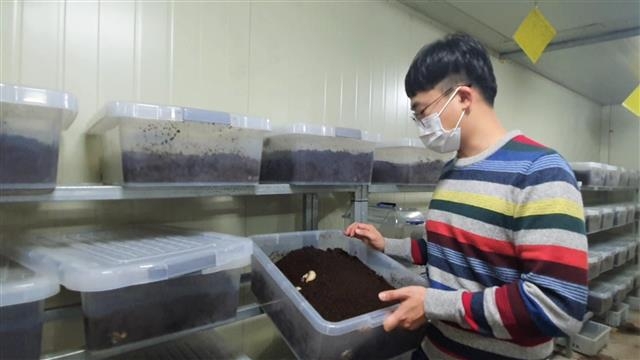 청년농부 이경훈씨가 지난 5일 부산 강서구 대저1동에 위치한 식용곤충농장에서 유충을 살펴보고 있다.