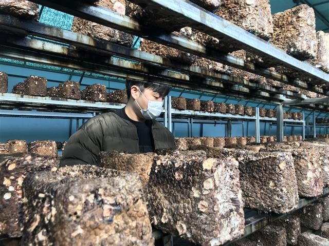 청년농부 이현호씨가 지난 5일 방문한 경북 문경시의 스마트팜 농장에서 표고버섯을 수확하고 있다.