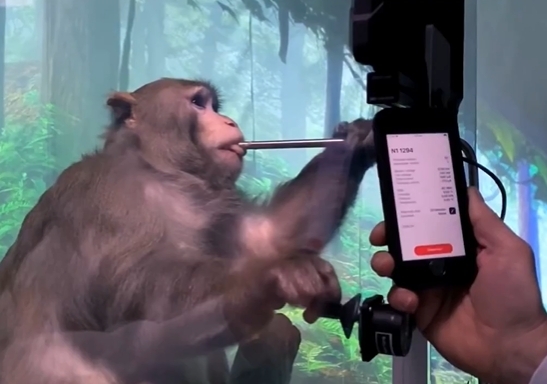 뉴럴링크의 원숭이 실험 공개 영상 캡처. 2022.02.14 뉴럴링크 트위터