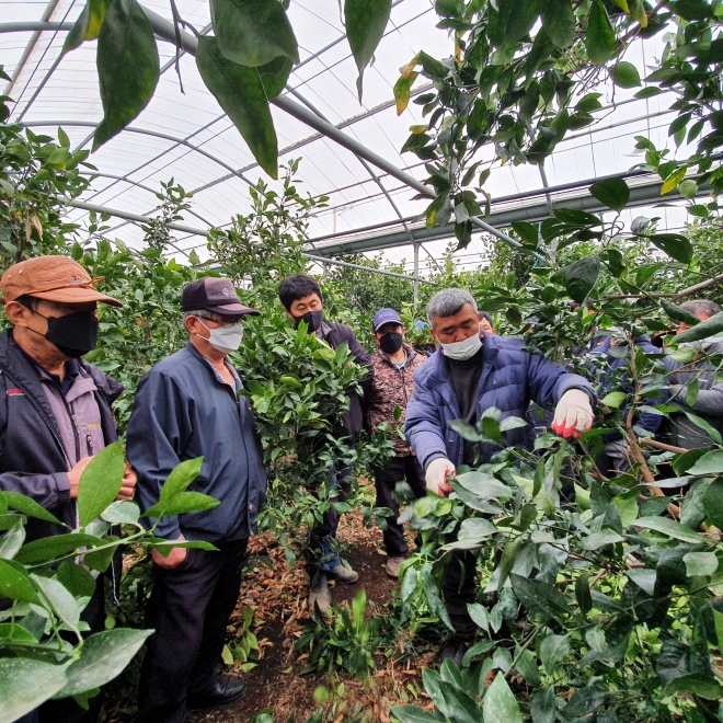 제주특별자치도 농업기술원 서부농업기술센터가 노지감귤과 만감류 정지·전정 교육생을 대상으로 전정교육을 실시하고 있다. 제주도 농업기술원 제공 