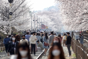 전국 최대 벚꽃축제 진해군항제 3년 연속 취소