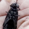 “세계에서 가장 큰 파리” 6cm 실물 ‘경악’