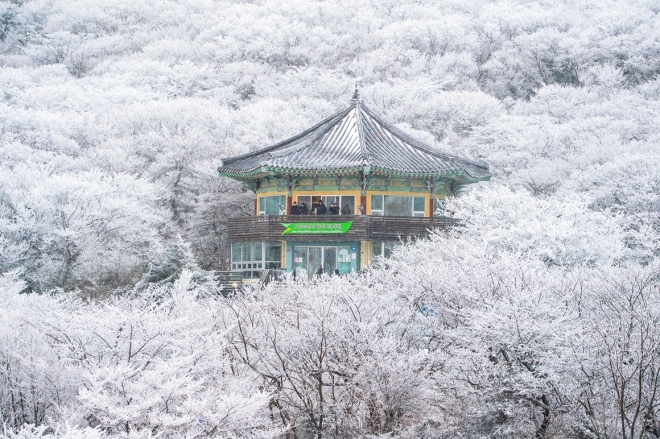 한라산 1100고지 설경 모습 제주관광정보센터 비짓 제주 제공