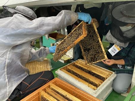 서울시 양봉 전문가 교육 과정 참가자들이 양봉 내검 실습을 하고 있다. 서울시 제공