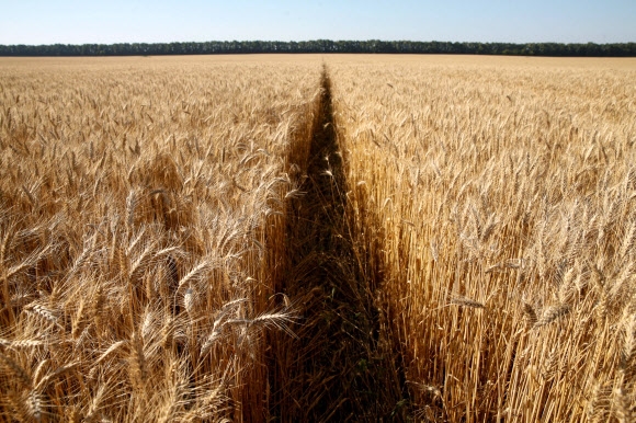 우크라이나 곡창지대의 밀밭. 로이터 연합뉴스