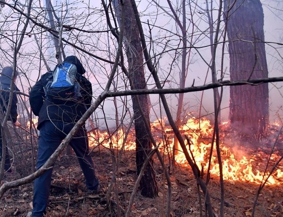 Parando a propagação de incêndios florestais Na manhã do sexto dia, as autoridades trabalham para extinguir o incêndio em Sanyang Ri 2-ri em meio a incêndios florestais em Wondeok-eup, Samcheok-si, Gangwon-do.  2022.3.6 Fornecido por Samcheok