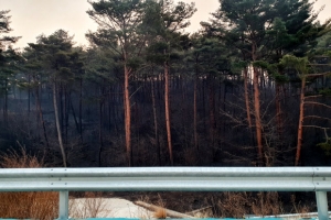 산림청장 “금강송 숲 위험”…바뀌는 풍향 탓