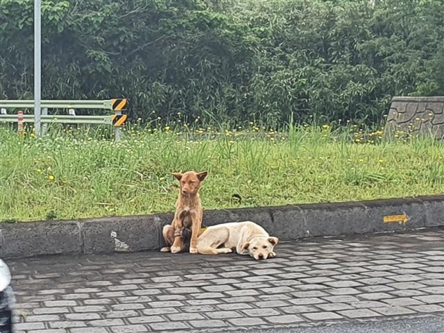 제주 중산간마을 주민들이 버림받은 유기견이나 들개들의 위협 때문에 불안에 떨고 있다. 제주도자치경찰단 제공