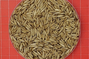 경기도농업기술원,봄철 쌀귀리 재배 적기 파종 당부