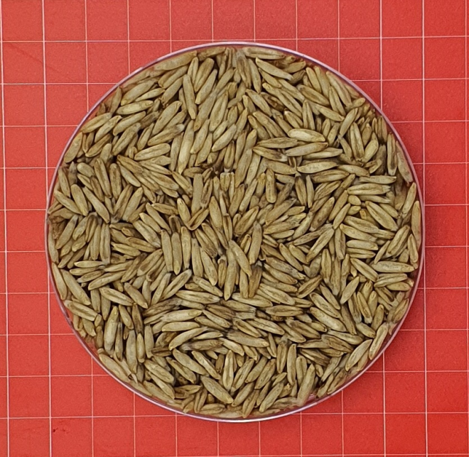 경기 북부 연천군에 알맞은 봄철 파종 쌀귀리.  경기농업기술운 제공