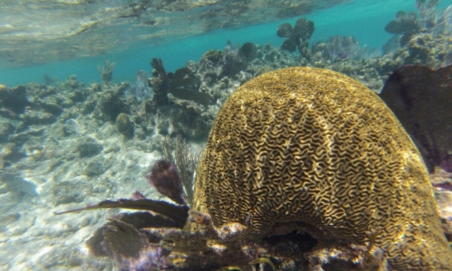 캐리비안의 산호도 지구온난화에 몸살 앓는다