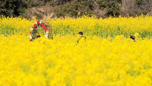 봄으로 물든 제주