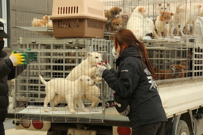 동물권행동 카라 활동가들이 경북 울진 산불 현장에서 동물들을 구조하고 있다. 동물권행동 카라 제공