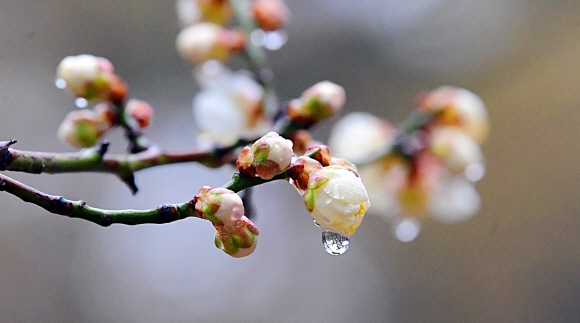 봄을 재촉하는 비가 내린 14일 서울 여의도 공원의 꽃봉오리에 빗방울이 맺혀 있다. 2022. 3. 13 정연호 기자