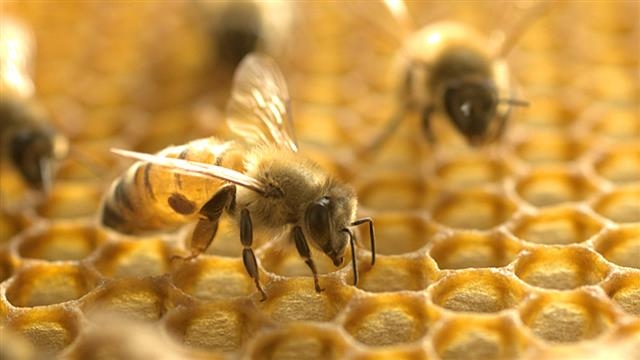 최근 국내 양봉농가에서 잇따라 꿀벌 대량 실종 사건이 발생하고 있다. 꿀벌의 집단폐사, 대량 실종은 미국과 유럽에서는 2000년대 중반부터 발생해 문제가 되고 있다. 사이언스 제공