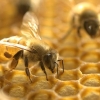 꿀벌 집단실종 미스터리… 이상기온·면역력 저하 탓?