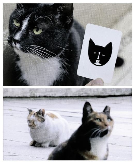 다큐멘터리 ‘고양이들의 아파트’는 아파트 재건축을 고양이의 눈으로 바라보는 작품이다. 정재은 감독은 “고양이와 시선을 맞추기 위해 대부분 바닥에 눕거나 바짝 엎드려서 촬영해야 했다”고 전했다. 엣나인필름·메타플레이 제공