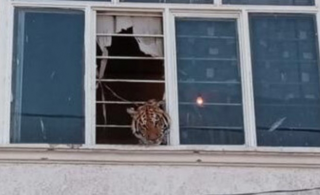멕시코주의 한 주택에 살던 호랑이가 창밖을 내다보고 있다. 사타카