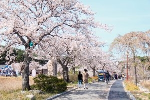 해마다 열리던 경포벚꽃축제가 오미크론 확산으로 올해도 열리지 못한다. 강릉시 제공