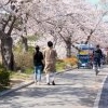 오미크론 확산으로 올 강릉 ‘경포벚꽃축제’ 또 취소