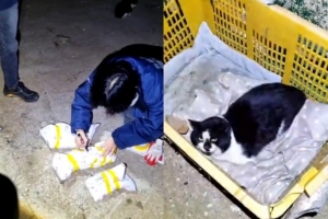 “폐양식장서 고양이 죽이고 있다”…훼손된 고양이 사체들, 한두마리가 아니었다