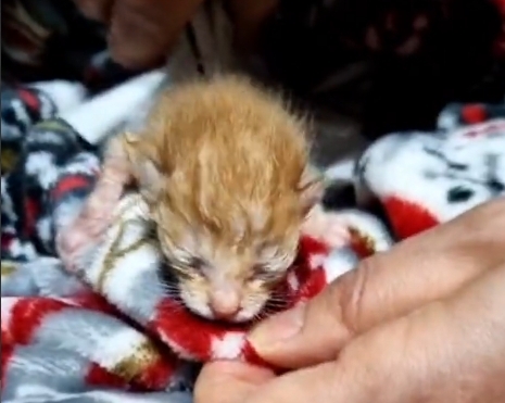 현장서 구조된 아기 고양이. 2022.03.21 카라 인스타그램