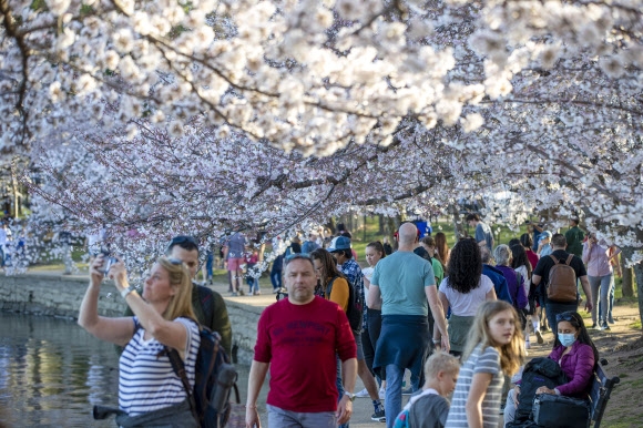 21일(현지시간) 미국 워싱턴DC의 인공호수 타이들 베이슨 주변에 벚꽃을 구경하러 온 사람들이 보인다. 코로나19로 지난 2년간 공식 행사를 열지 않은 벚꽃 축제가 올해는 대면 행사로 관람객들을 맞는다. 워싱턴DC AFP 연합뉴스