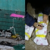 “호기심에 1마리만”…포항 폐양식장 고양이 살해 용의자 검거