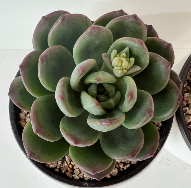 세덤 신품종 ‘조이틴트’. 경기 농기원 제공