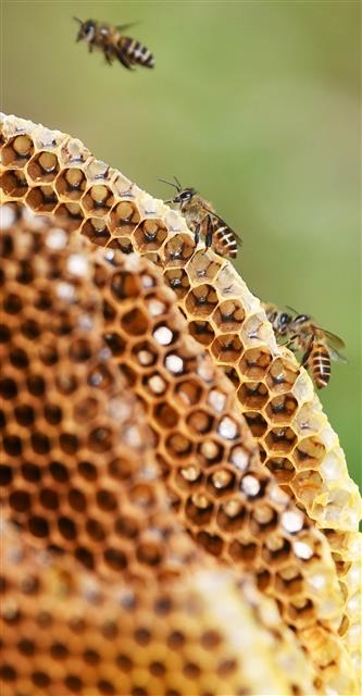 부지런함과 협력의 대명사 ‘꿀벌’은 식물의 꽃가루를 옮겨 다양한 작물 재배가 가능하도록 돕는 유용한 곤충이다. 서울신문 DB