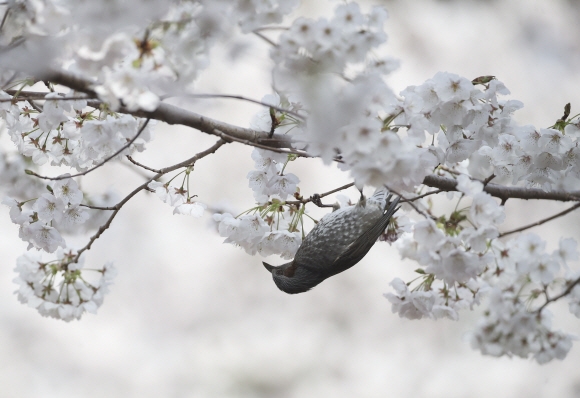 봄이다! 25일 울산 남구 장생포 고래문화마을에서 직박구리가 꽃망울을 활짝 터뜨린 벚꽃 나뭇가지에 매달려 꿀을 따먹고 있다. 2022.3.25 사진=뉴스1