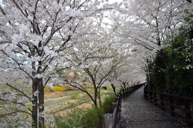 경기 성남시 영남길 탄천1길의 벚꽃. 성남시 제공 