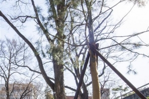 용산문화원 정자마당에 아주 특별한 백송