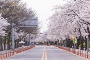 여의도 벚꽃 나들이 일주일만 더 기다리세요…벚꽃길 개방 9일부터