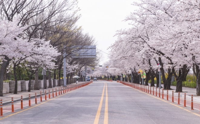 여의도 벚꽃길 전경. 영등포구 제공