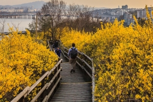주말에 코로나 걱정 덜고 봄꽃 나들이 갈래? 서울 수도권 대표적인 꽃길은