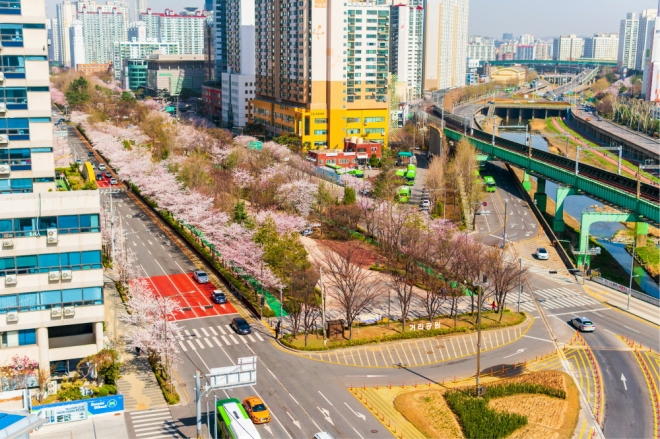 벚꽃으로 가득한 구로구 거리공원. 서울시 제공