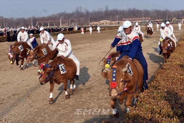 소를 타고 100ｍ 경주를 하는 북한 주민들. 조선신보 연합뉴스