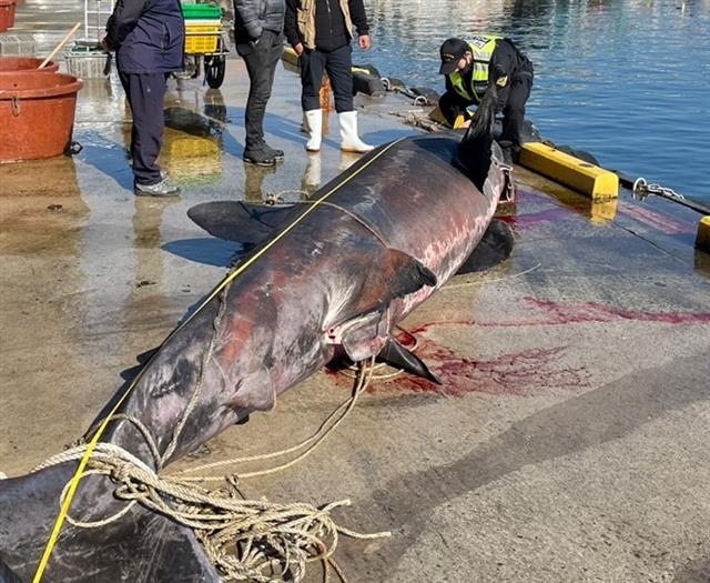 속소해양경찰서는 2일 오전 4시 50분쯤 주문진 동방 5km 인근 해상에서 길이 5.15m, 둘레 2.2m의 돌묵상어가 혼획됐다고 밝혔다. 2022.4.2 뉴스1