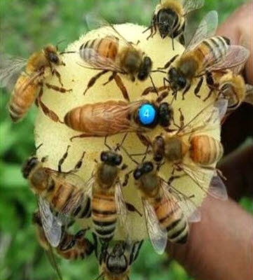 국내 첫 꿀벌 신품종으로 정부장려품종인 ’장원’.(가운데 A표시된 벌이 여왕벌). 예천군 제공 