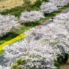 [포토] ‘봄꽃 만발’ 제주