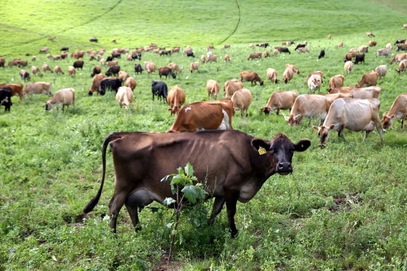 2022년 3월 15일 남아프리카공화국 웨스턴케이프주의 가든 루트에 있는 해안 마을 세지필드에 있는 랜스우드 낙농장에서 소들이 풀을 뜯고 있다. 로이터 연합뉴스 2022-04-05