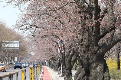사단법인 왕벚프로젝트2050은 올해 벚꽃 개화 시기에 맞춰 국회 및 여의서로에 식재되어 있는 벚나무를 전수조사한 결과 여의서로 일대 벚나무들은 일본산 소메이요시노벚나무인 것으로 밝혀졌다. 사단법인 왕벚프로젝트2050 제공