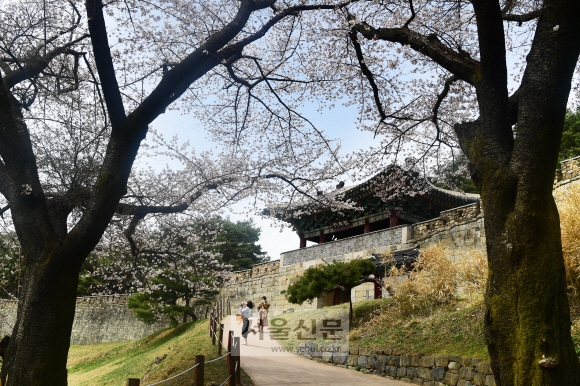 청주 상당산성 남문 일대는 옛 성곽과 화사한 벚꽃이 어우러져 독특한 미감을 안겨 준다.