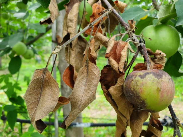 과수 화상병에 감염된 사과나무가 말라 죽어 가고 있다. 봉화군 제공