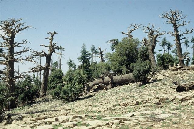 오랜 역사를 지닌 모로코의 아틀라스 삼나무 숲도 지구온난화의 영향을 피하지 못하고 사라졌다.  헝가리 쇼프론대 제공