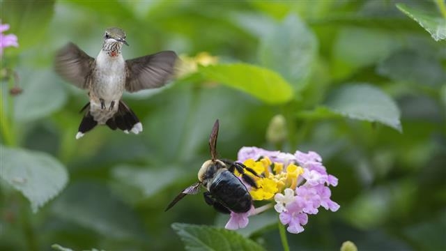 식물의 생장을 위해서는 해충을 잡아먹는 새, 가루받이를 담당하는 벌이 있어야 한다. 전 세계인의 기호품인 커피 역시 새와 벌 없이는 생산량은 물론 품질도 급격히 떨어진다. 픽사베이 제공